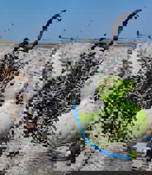 Joining the wave of change: Kier volunteers take part in beach clean-up in South Shields